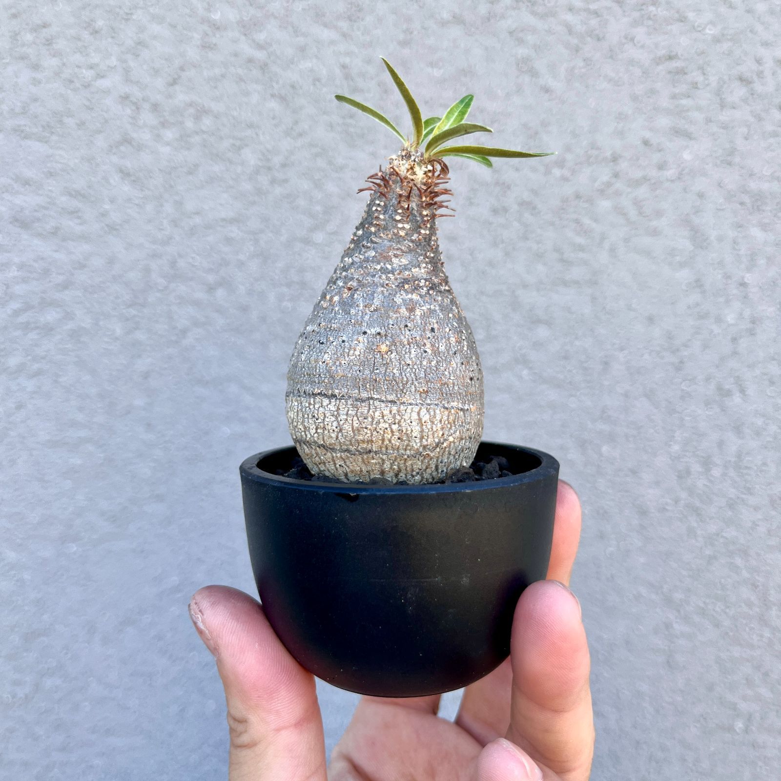 パキポディウム・グラキリス｜Pachypodium rosulatum var. gracilius