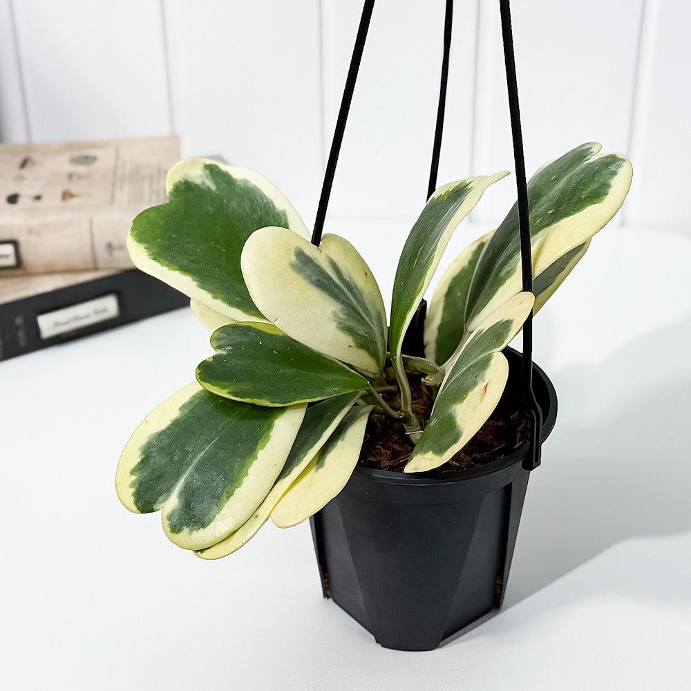 PLANCHU 観葉植物 ホヤ カーリー 斑入り 4号吊り鉢 育て方説明書