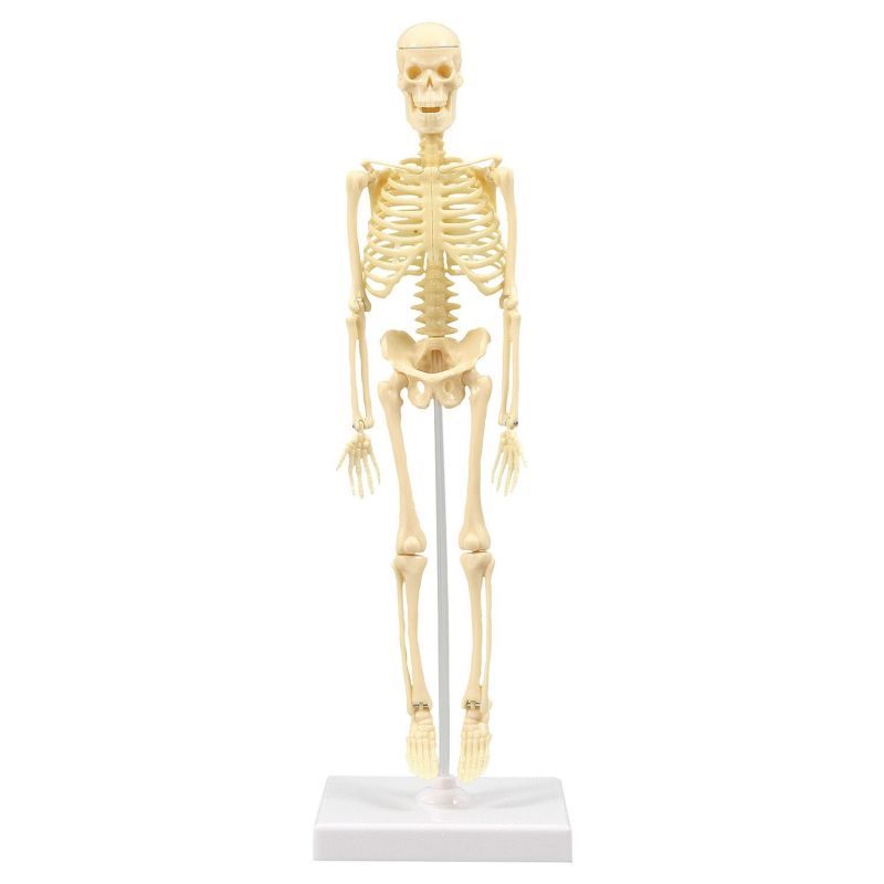 アーテック 人体骨格模型 30cm (093608)