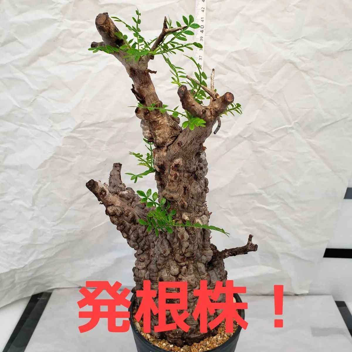 C091【自社養生・発根株】オペルクリカリア パキプス（現地球・鉢植え）【灌木系・塊根植物】 - メルカリ