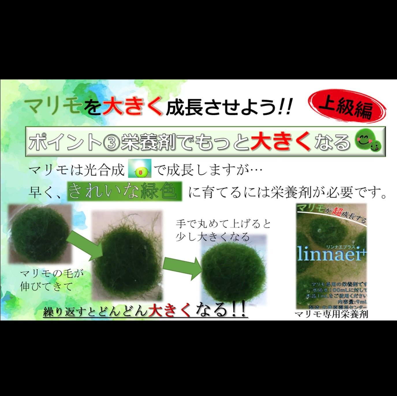 新発売】 国産マリモ 約１cm 100個 癒しのマリモ無農薬 iauoe.edu.ng