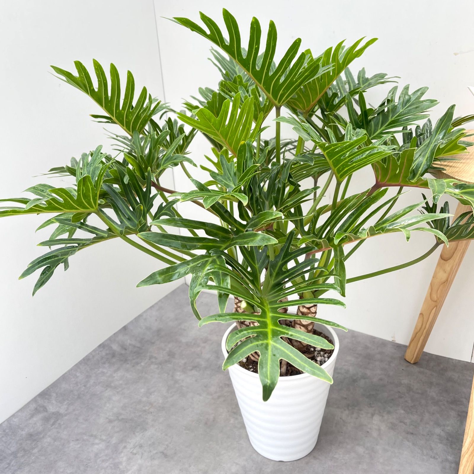 特大極上苗】フィロデンドロン クッカバラ 幹上がり 根上り 曲がり