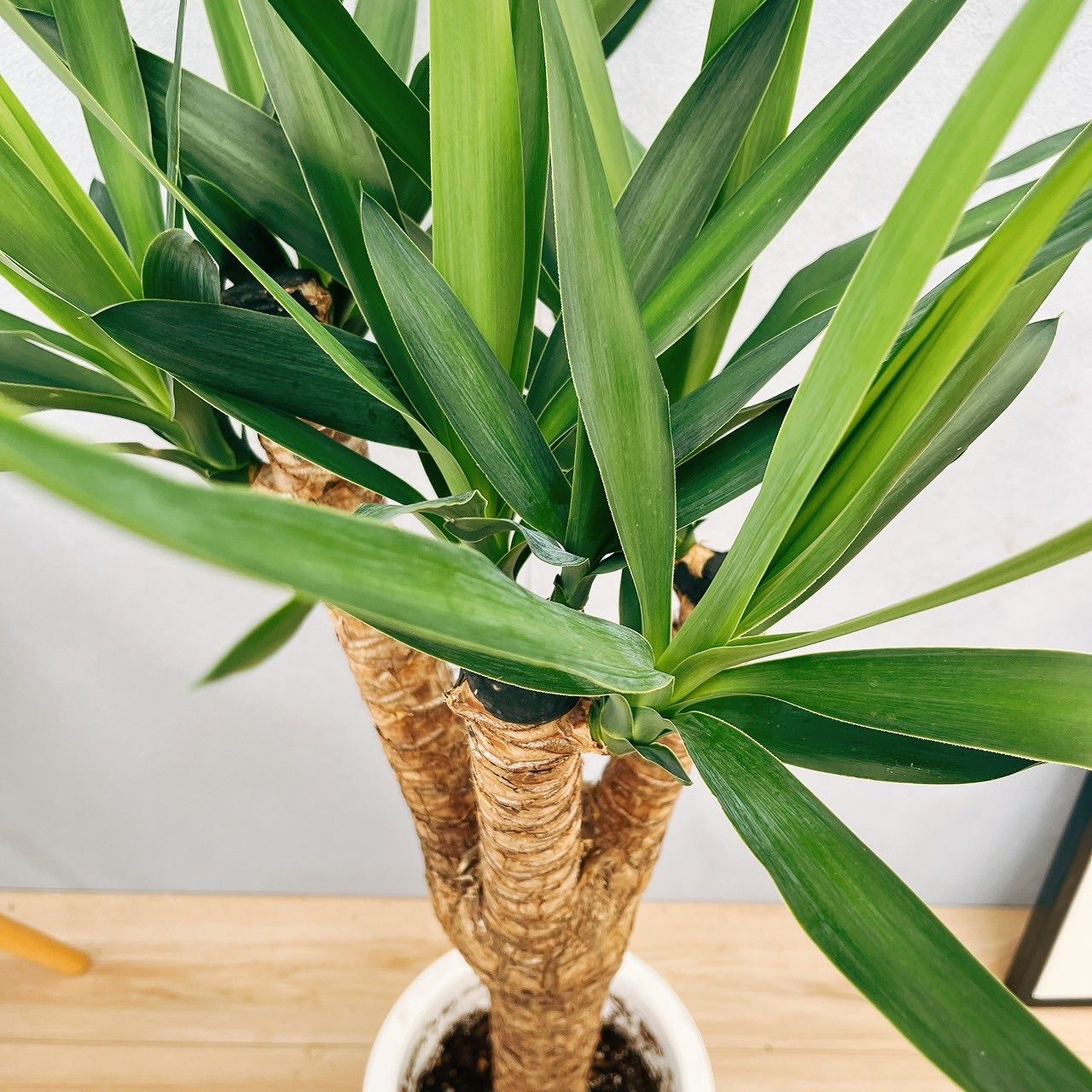 現品］16番 ユッカ エレファンティペス ブランチ 8号 観葉植物 室内 