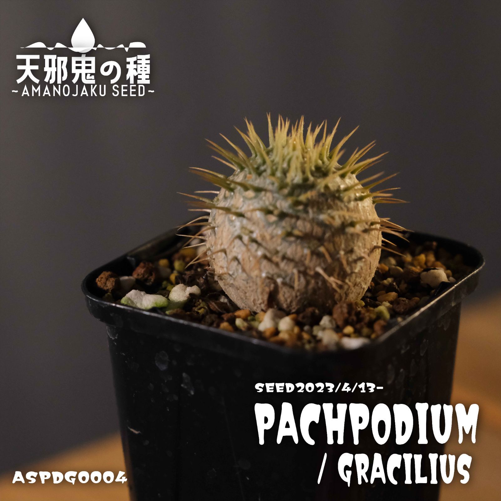 パキポディウムグラキリス実生 現品鉢ごと発送メルカリ便 パキポディウムグラキリス実生 現品鉢ごと発送メルカリ便