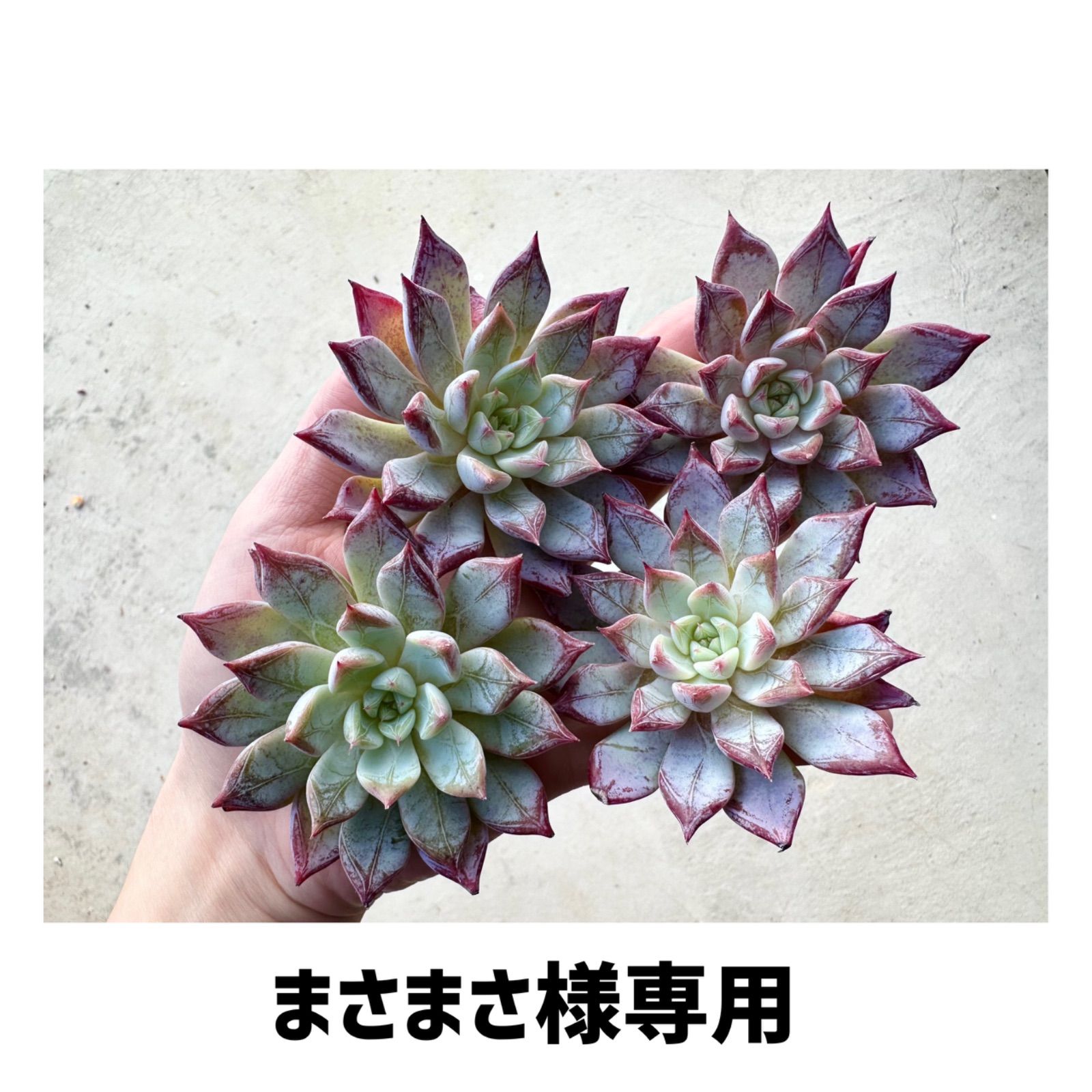 まさまさ様専用