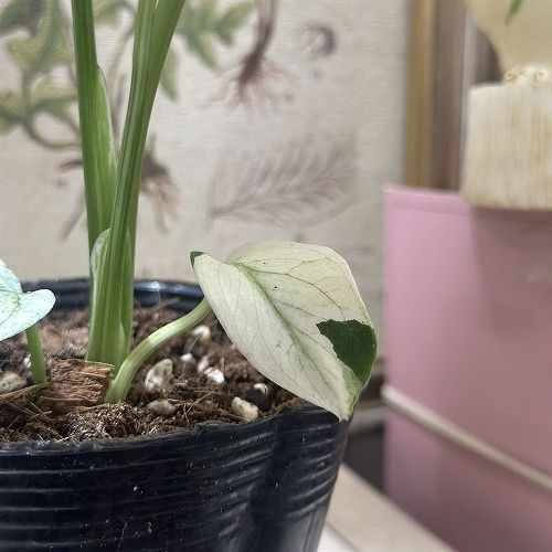 その他観葉植物 / 楽天市場】観葉植物 モンステラ 2224 3.5号吊り鉢(個体おまかせ1鉢