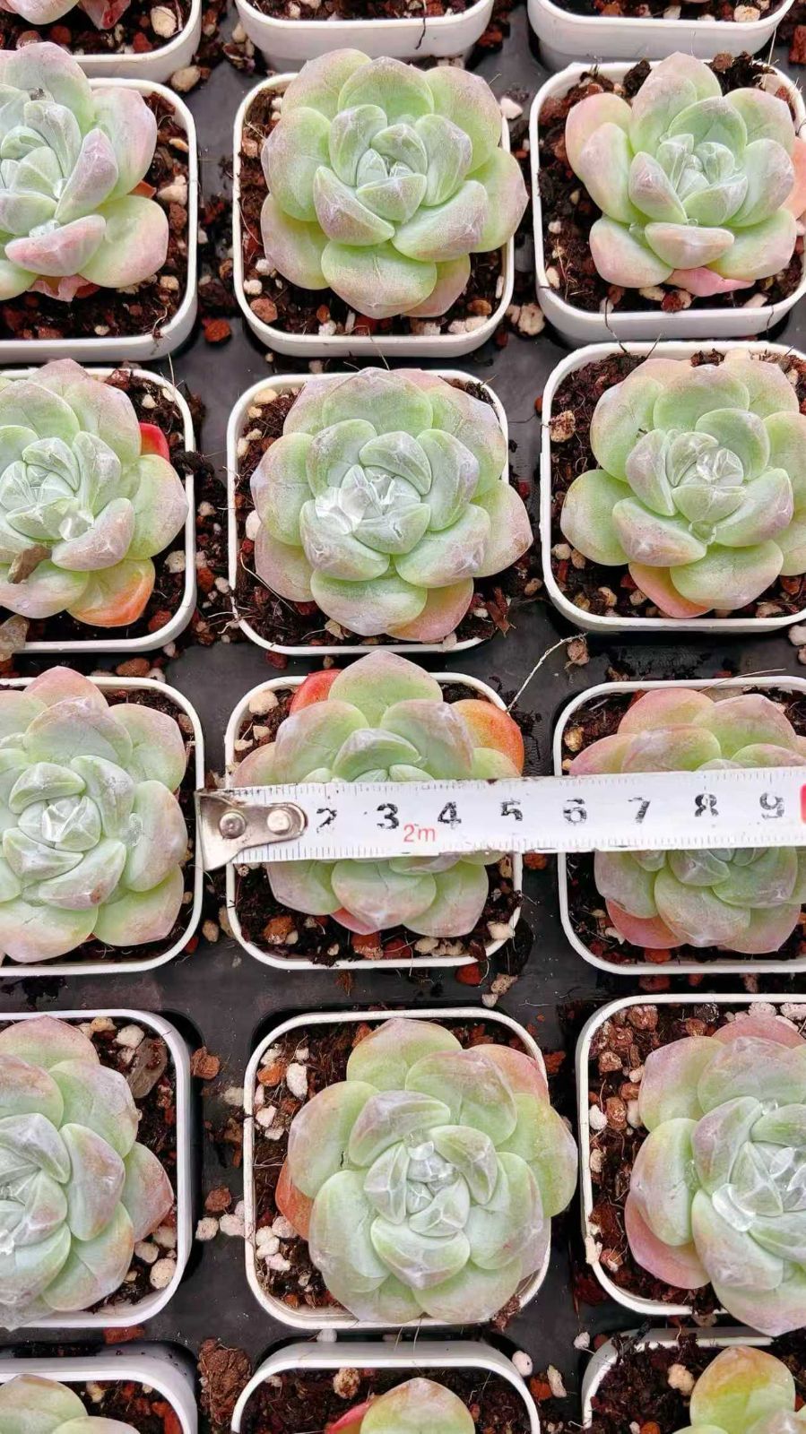 96株の抜き苗セット アイスグリーン 多肉植物 佐川急便発送 エケベリア 韓国苗 LL2494 YUZUMIYA_COM