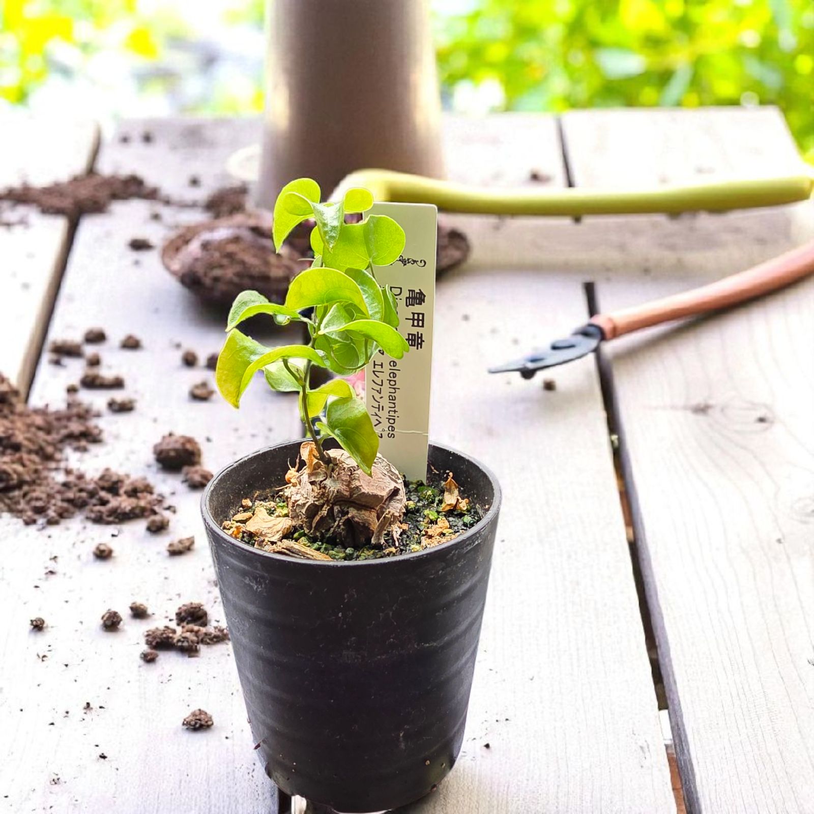 亀甲竜　ディオスコレア　エレファンティペス　#3 メルカリ便 ディオスコレア エレファンティペス アフリカ亀甲竜 - メルカリ