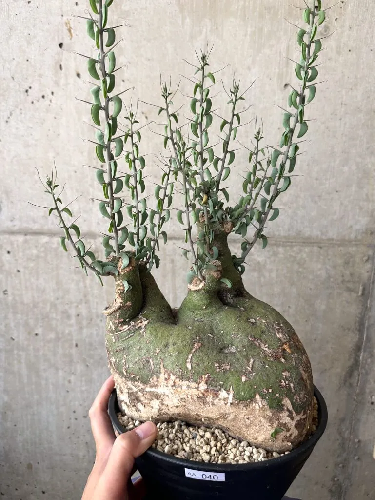 2025年最新】アデニア スピノーサの人気アイテム - メルカリ