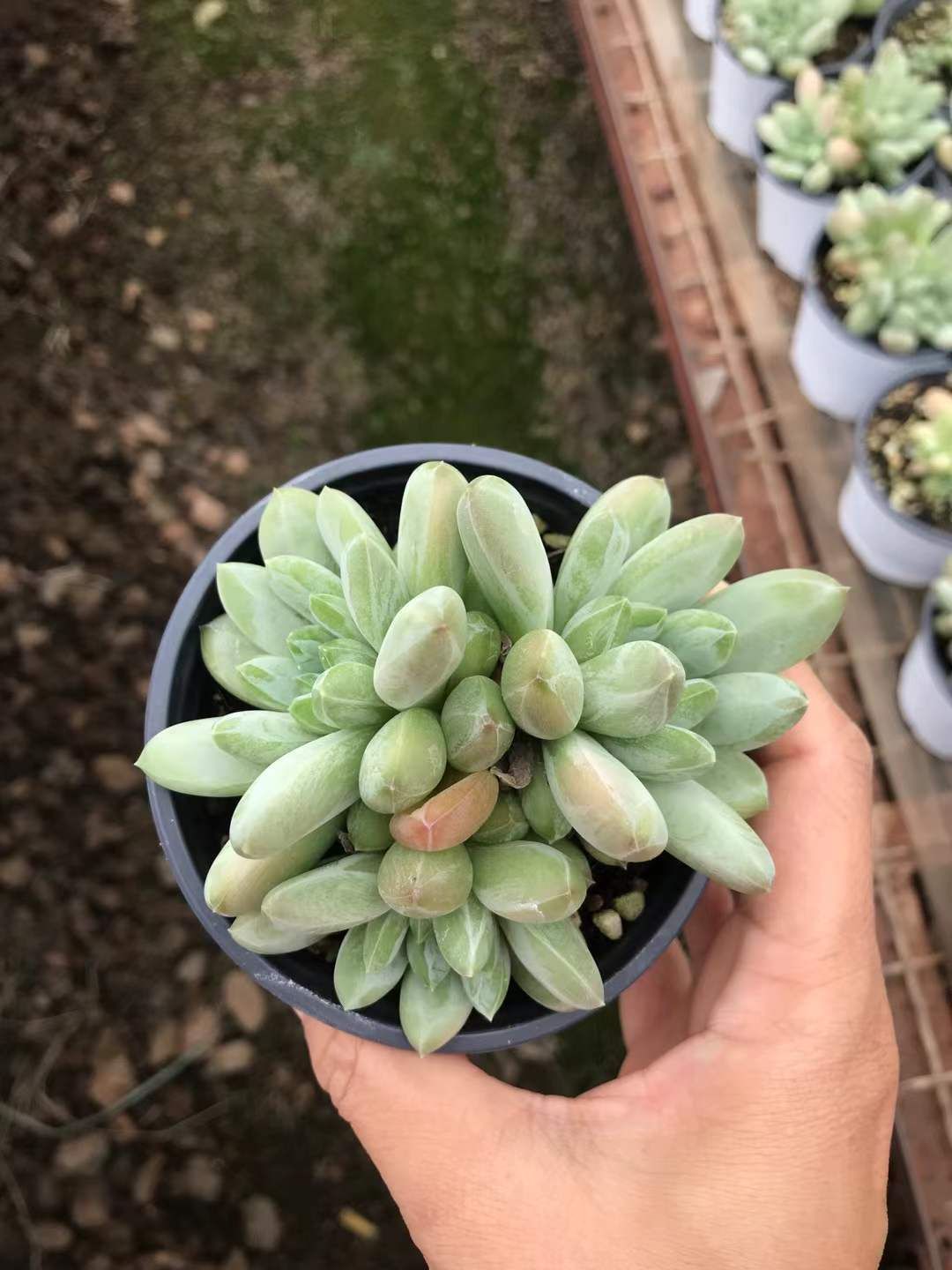 SKL1202×18 リョクシンビジン 抜き苗 多肉植物 アエオニウム エケベリア 韓国苗