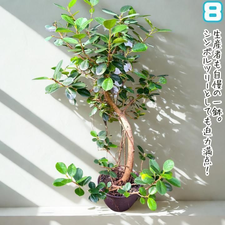 ✨パンダガジュマル No.8【盆栽仕立て】✨ - メルカリ