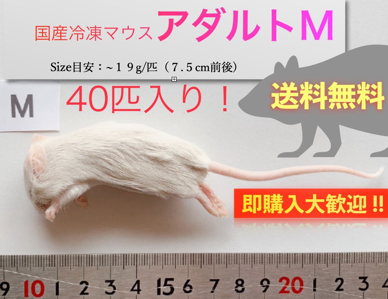 国産冷凍マウスアダルト M40匹入 OK 北海道 沖縄の方も です