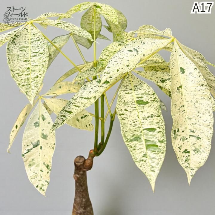 実生パキラミルキーウェイA17/枝分岐パラソル仕立て/無機質用土 実生パキラミルキーウェイA17/枝分岐パラソル仕立て/無機質用土