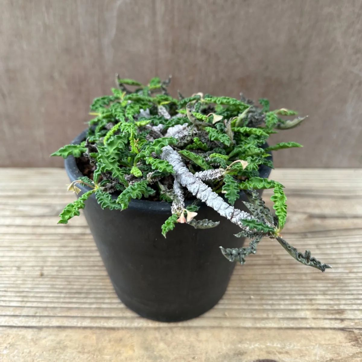 ユーフォルビア デカリー　現品　Euphorbia decaryi  トウダイグサ科 ユーフォルビア属 ちび花キリン 花キリン  観葉植物 観葉 植物  多肉植物 多肉 カクタス  ユーフォルビアインテリア