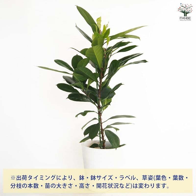♥ ＩＴＡＮＳＥ フィカス キアティスティプラ 8号 1個売り 観葉植物 学名 Ficus cyathistipula クワ科 イチジク属 常緑高木 光沢のある濃いグリーンの葉が特徴 育てやすい観葉植物 葉表は濃い光沢のある緑色 葉裏は薄い緑色を 0 STEELWINDOWSANDDOORS_COM