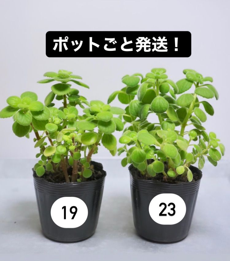 アロマティカス ポットごと発送！ 多肉植物/ハーブ 木化 - メルカリ