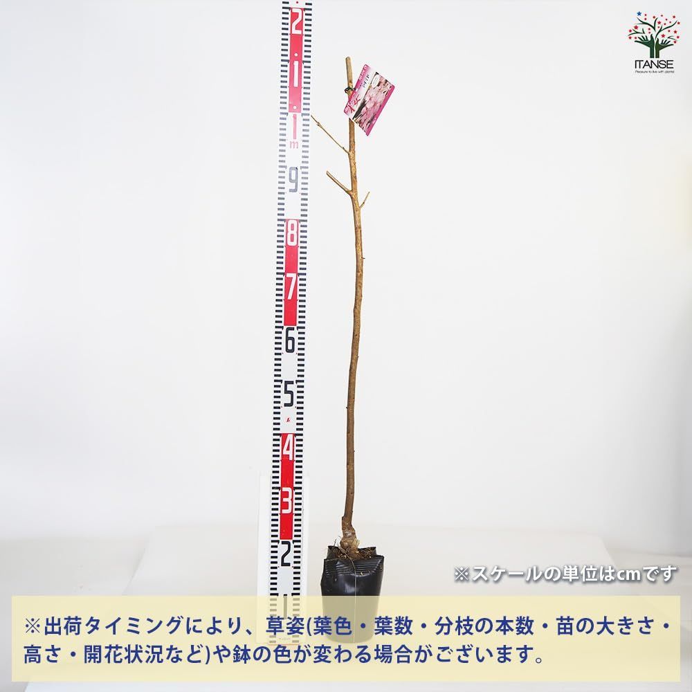 染井吉野 ソメイヨシノ