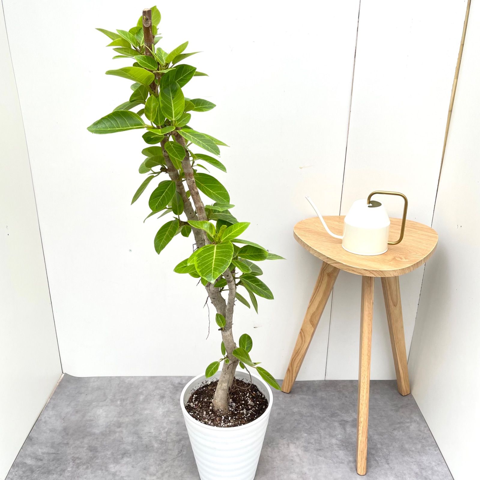 フィカス アルテシマ 曲がり 3 観葉植物 室内 大型 現品 フィカス ゴム