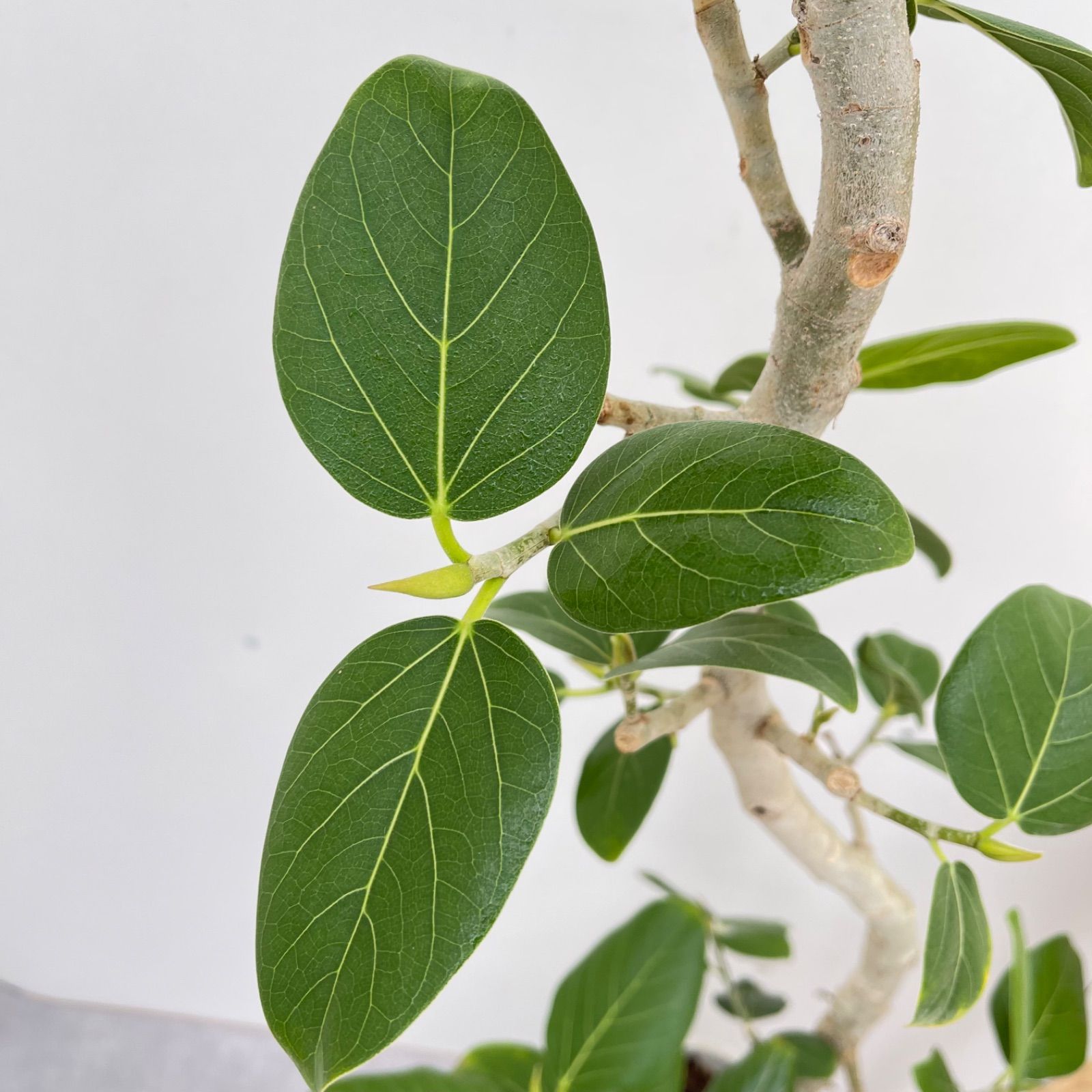 現品］100番 フィカス ベンガレンシス 曲がり 観葉植物 室内 ゴムの木