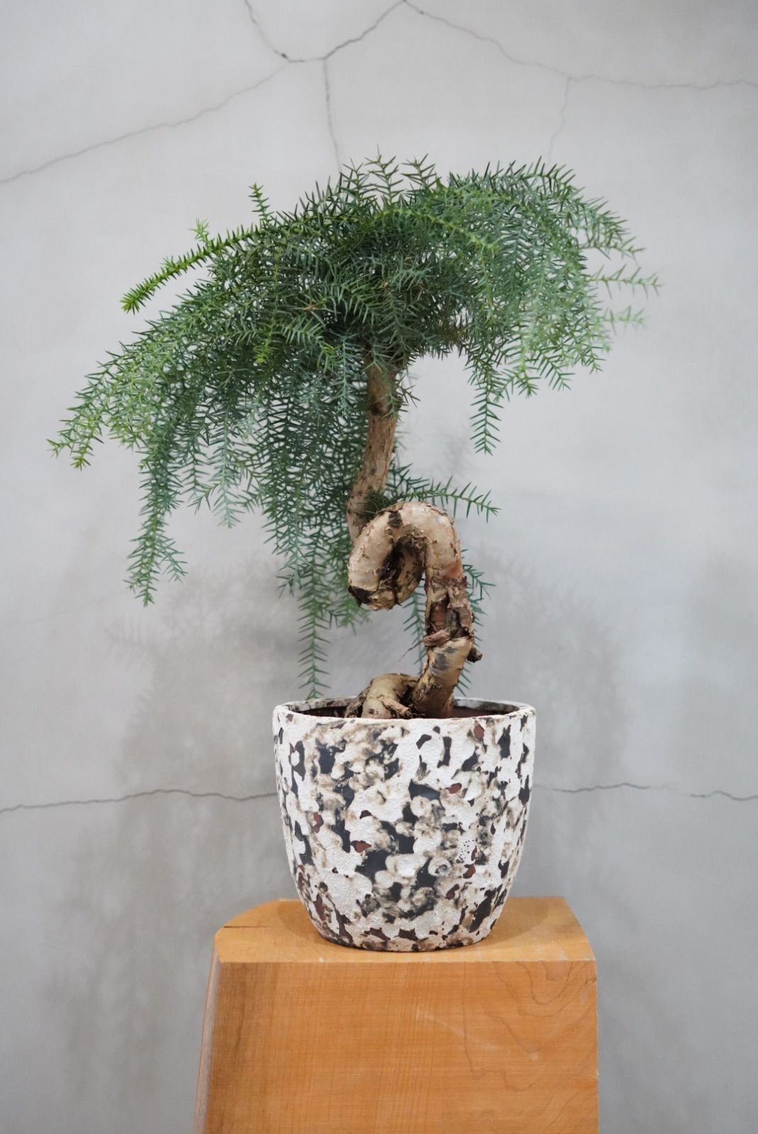 アロカリア アローカリア 盆栽仕立 曲がり 節約 シマナンヨウスギ