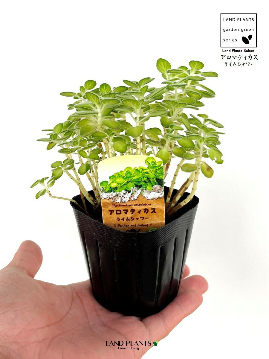 2品種セット】 アロマティカス 2鉢（緑葉1鉢・斑入り1鉢） 3号