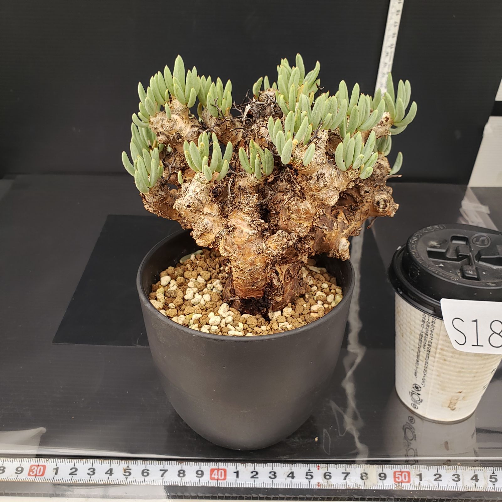 実生塊根！　万物想　チレコドン　多肉植物　塊根植物　レティキュラータス チレコドン万物想の基本情報・育て方｜多肉植物・サボテン図鑑