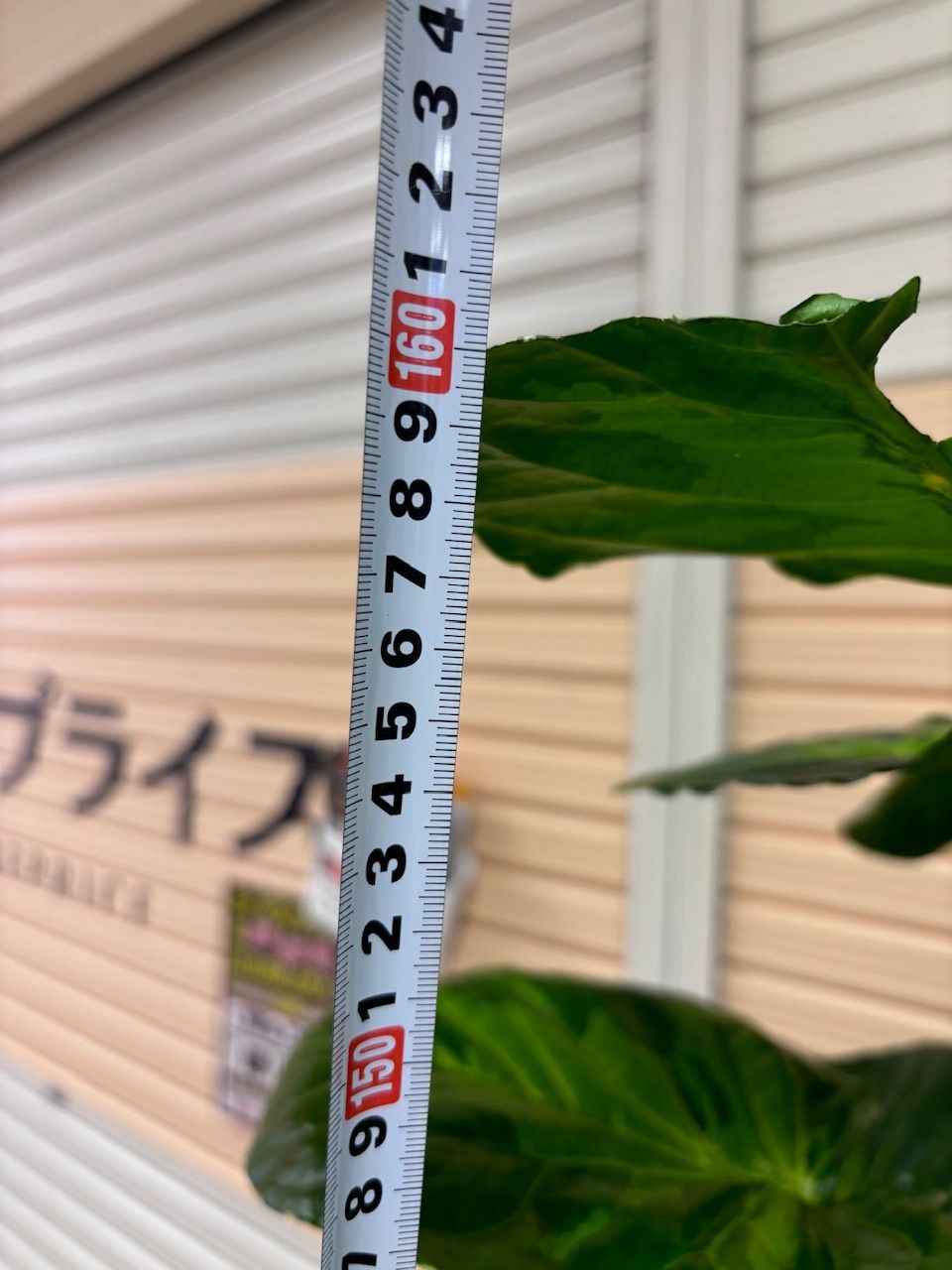 新規入荷【現品】☆希少☆ポリシャス・フリスビースマイル ホワイト鉢