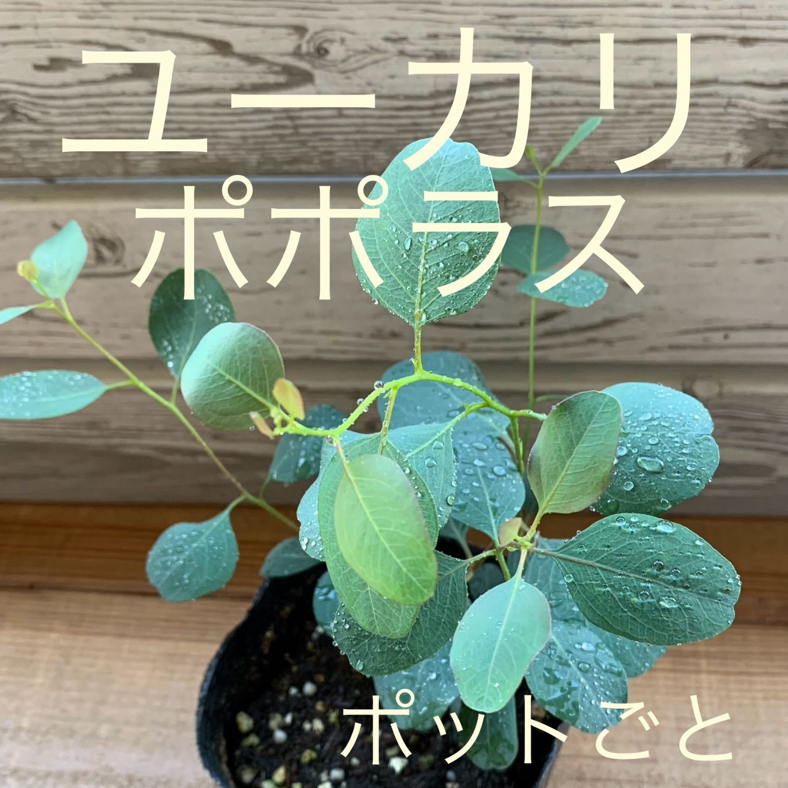 ユーカリポポラス苗 ポットごと シンボルツリー ボタニカルライフ