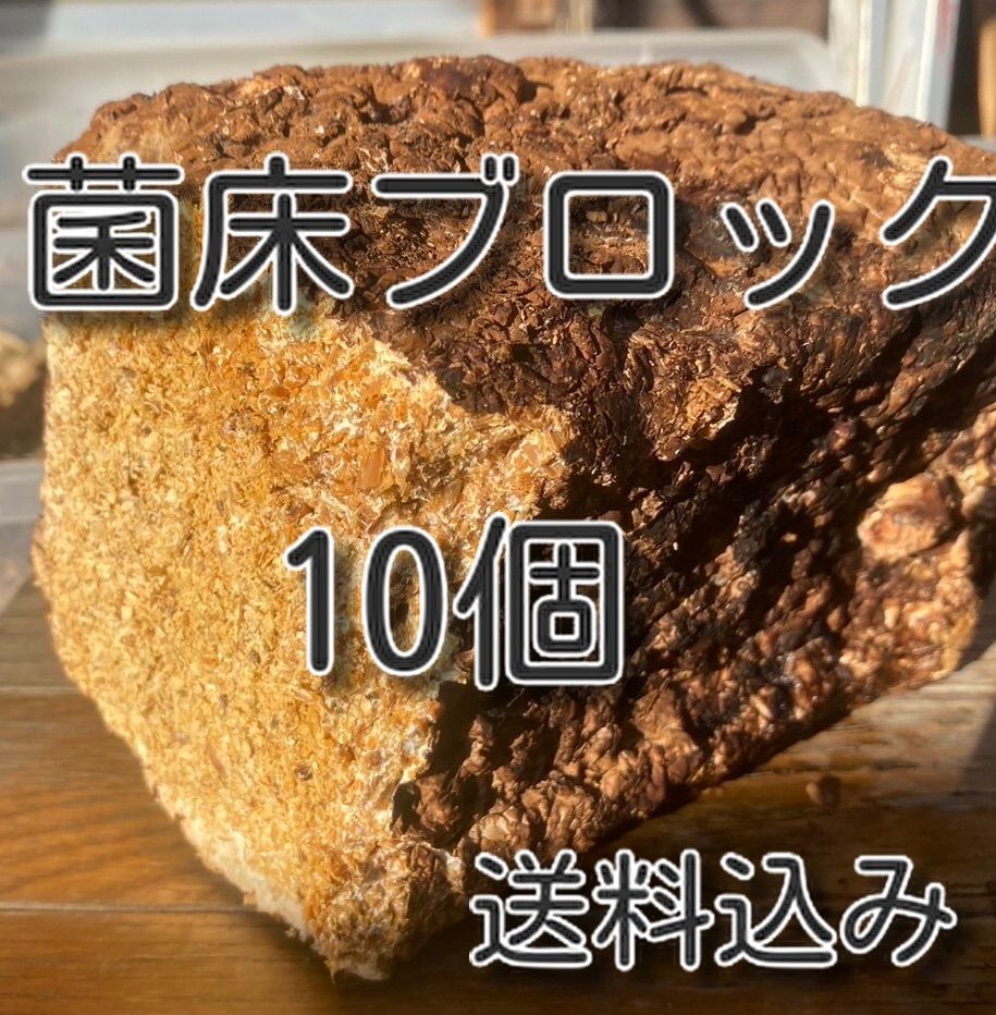 カブトムシ&クワガタ菌床ブロック10個 幼虫栄養補給マット 産卵木の