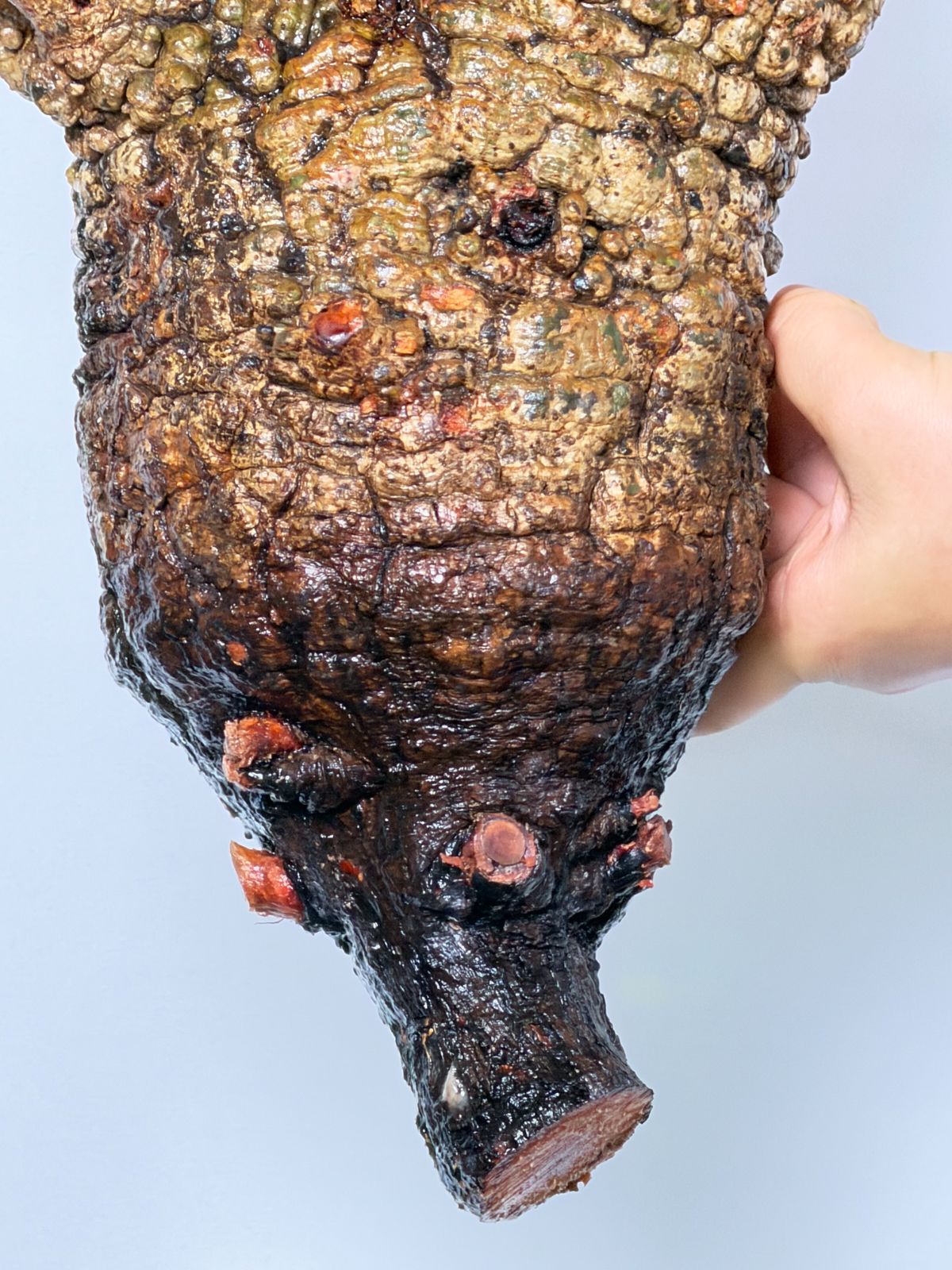 オペルクリカリア パキプス