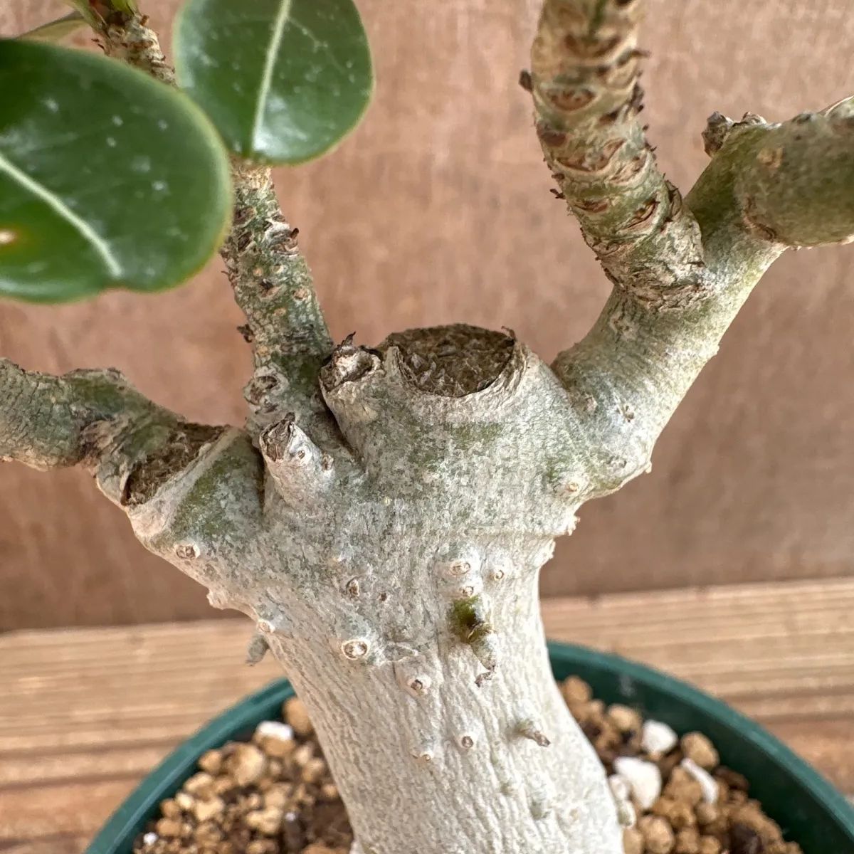 アデニウム オベスム ② 現品 Adenium obesum アデニュウム