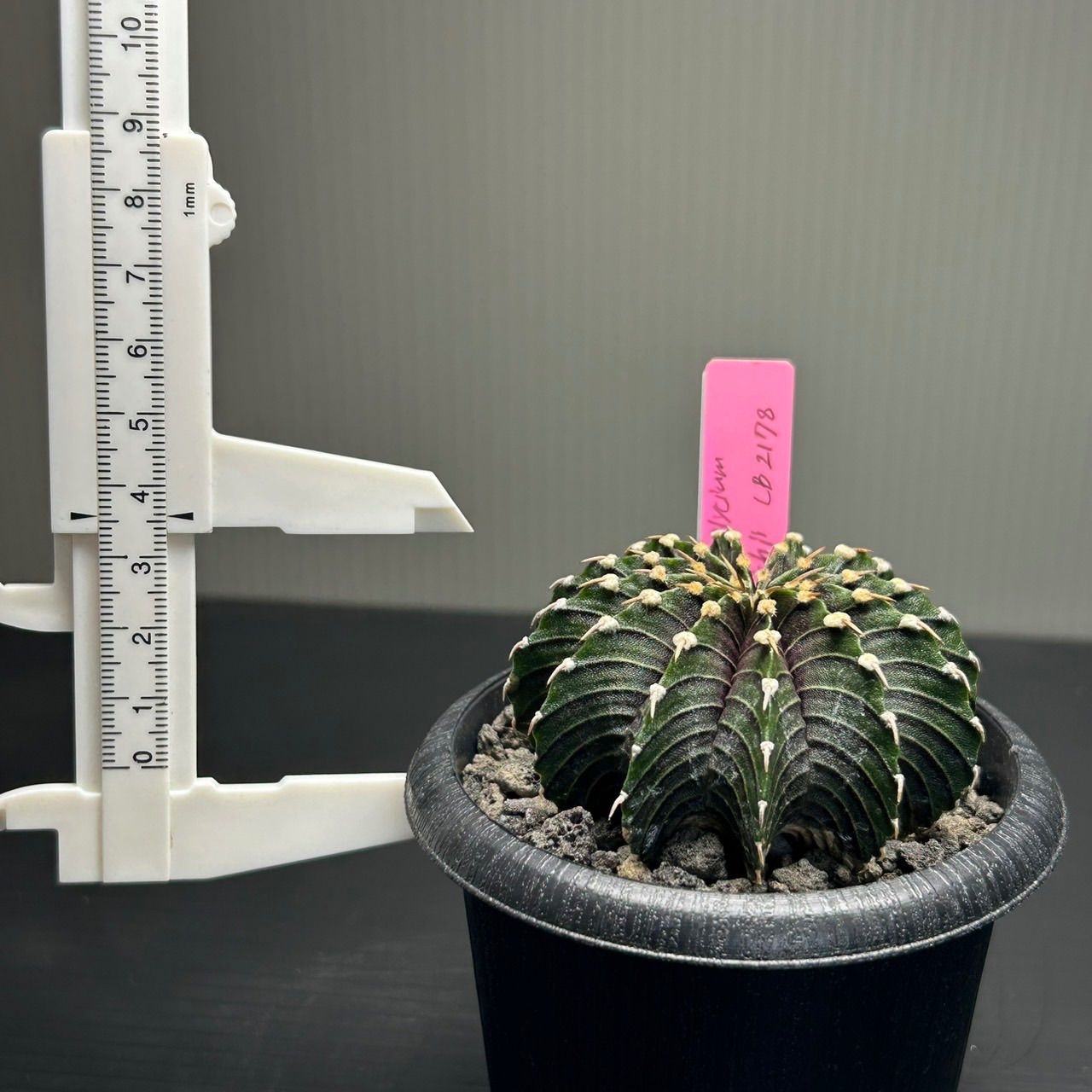 サボテン ギムノカリキウム ミハノビッチ LB2178 発根済 Gymnocalycium