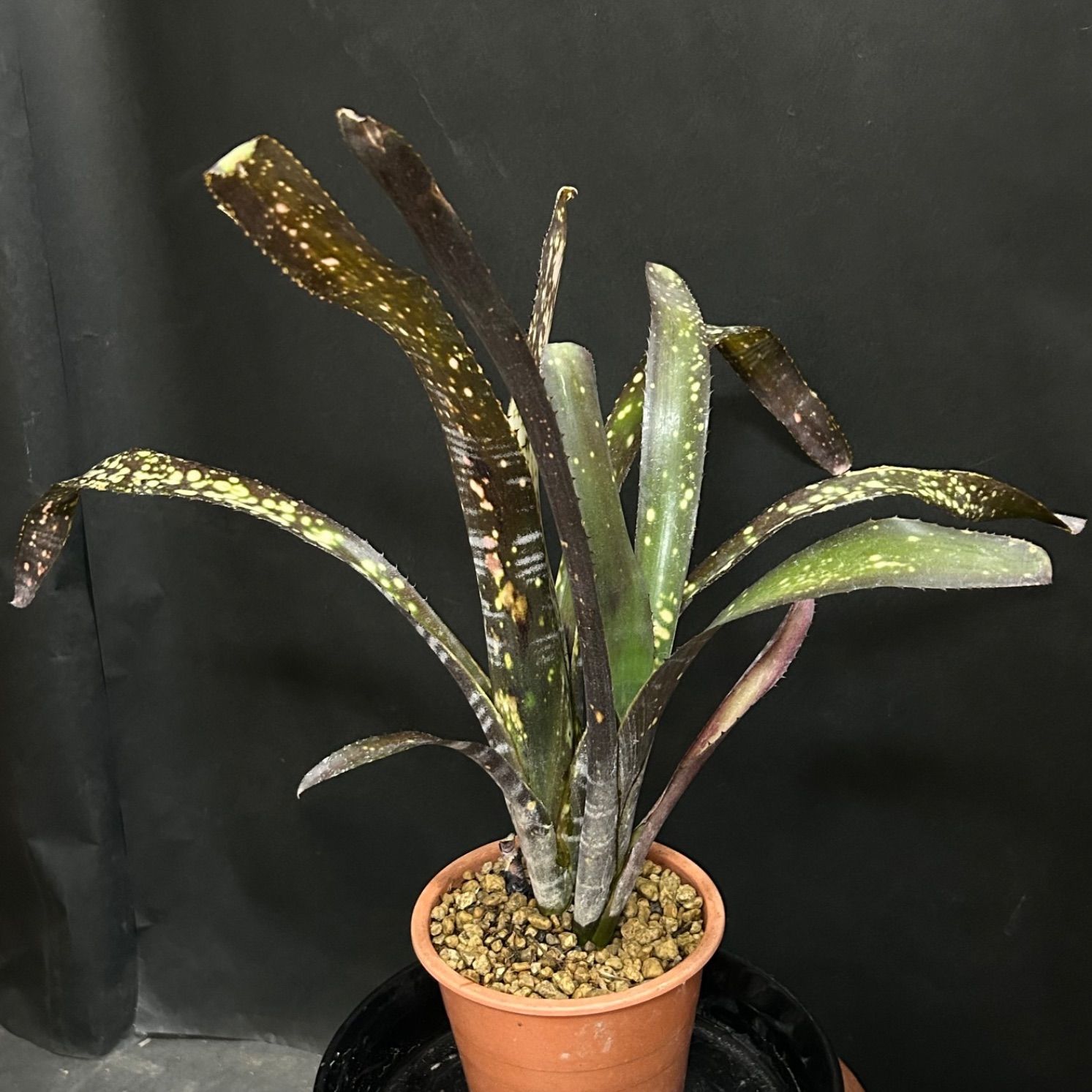 ビルベルギア ミッドナイトサン 子株 【公式通販】