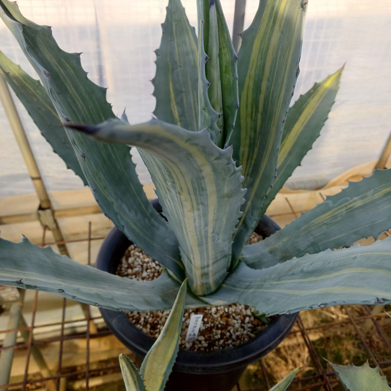 ナッツ アガベ　大株　サルミアナフェロックス　覆輪斑 ナッツ アガベ 大株 サルミアナフェロックス 覆輪斑 ナッツ