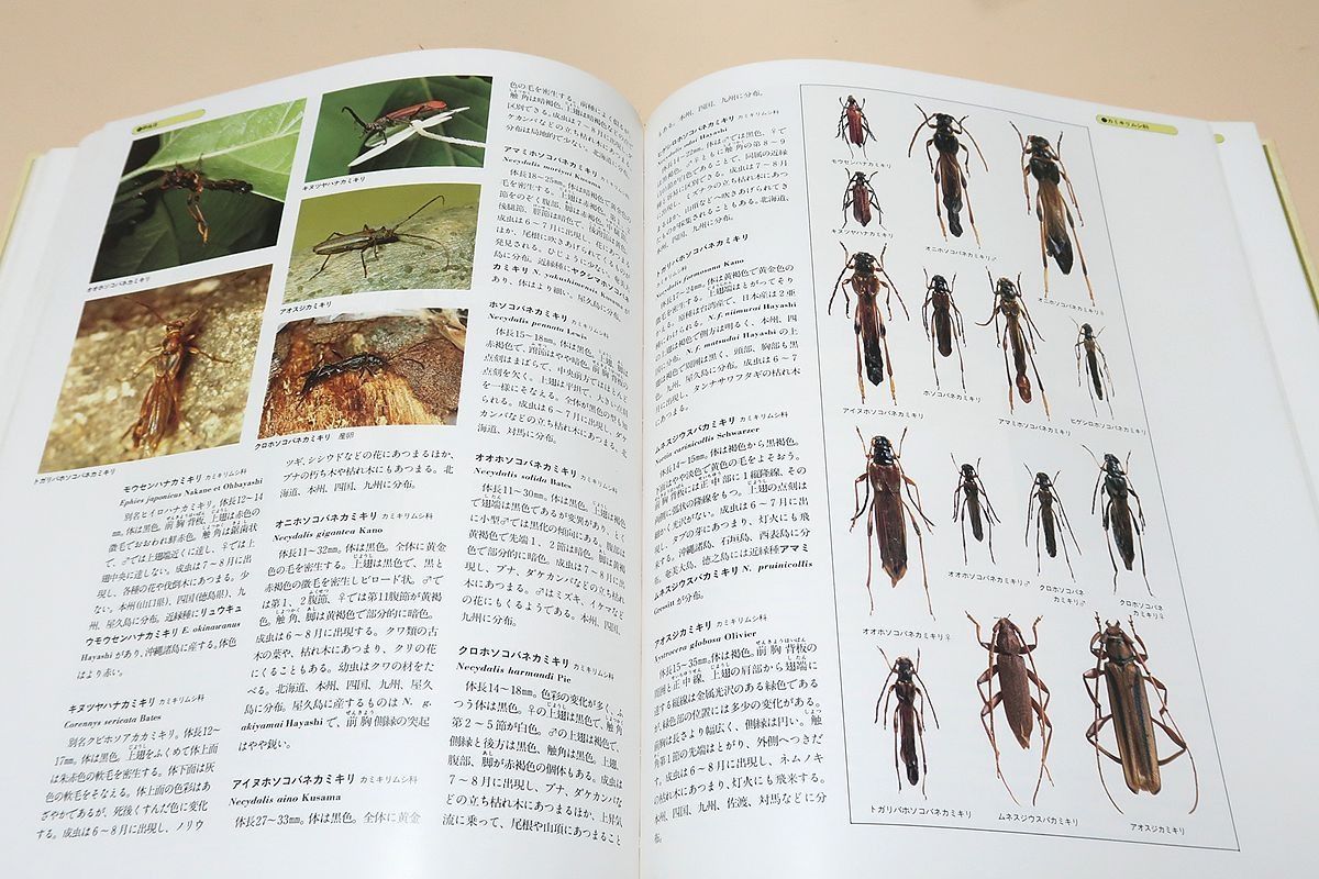 世界文化生物大図鑑・昆虫2・甲虫/標本写真と生態写真を