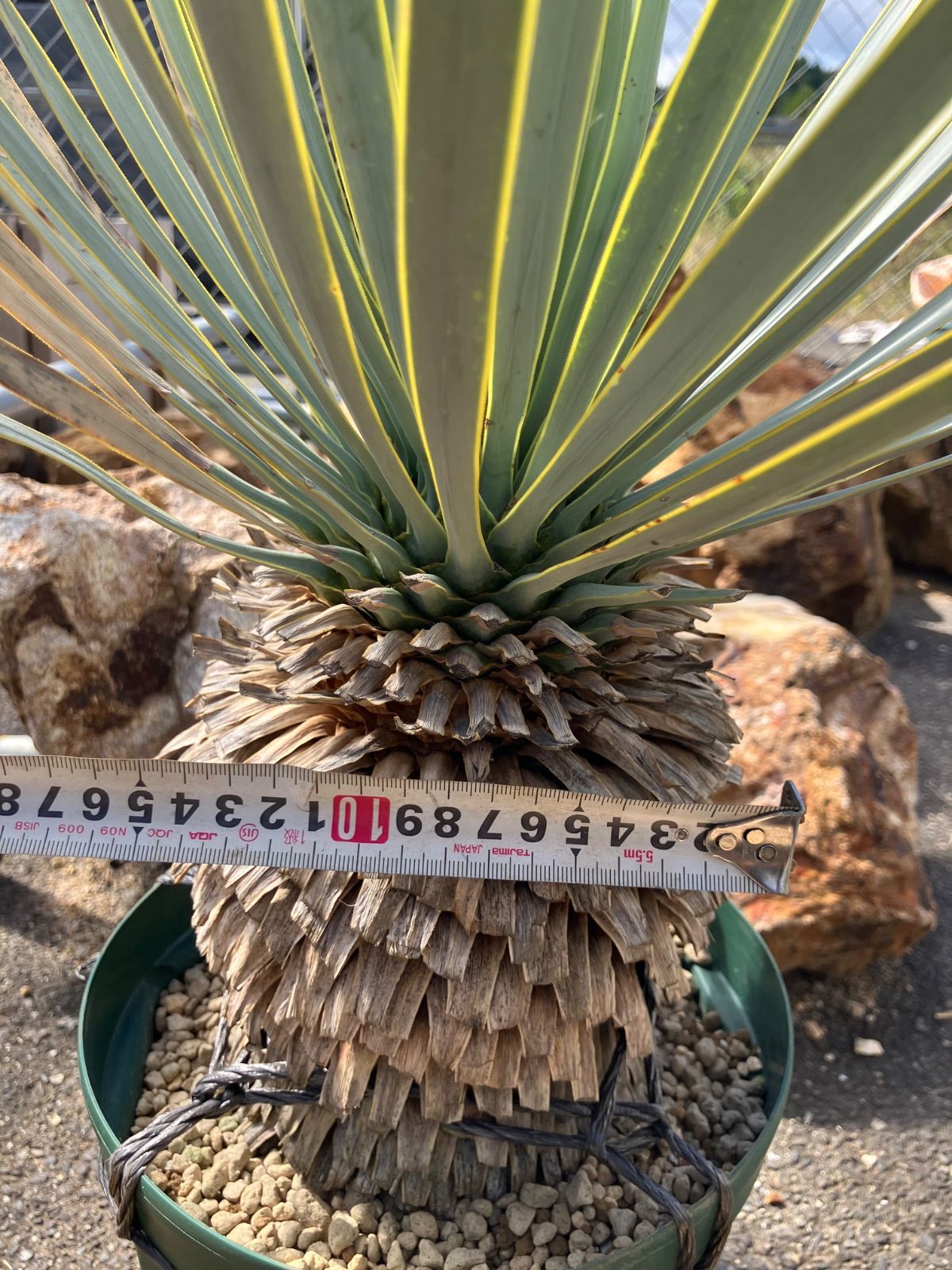 ユッカ　ロストラータ　【耐寒性/ドライガーデン/ロックガーデン 】06 ユッカ ロストラータ 【耐寒性/ドライガーデン/ロックガーデン 】06