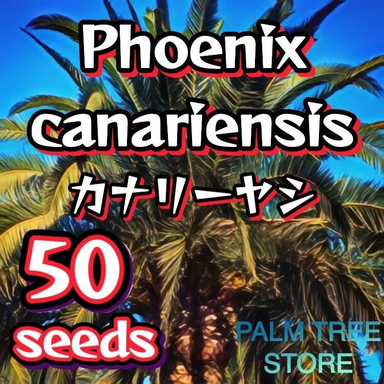 種】50粒 Phoenix canariensis カナリーヤシ - メルカリ