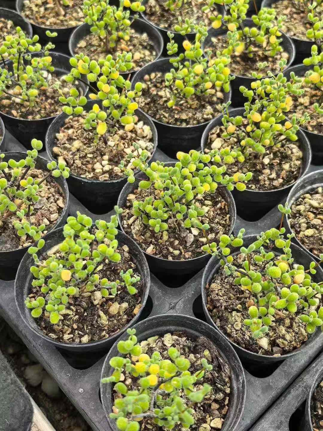 32鉢の土鉢付きセット ドロサンテマム グロボーサム 多肉植物 佐川急便発送 エケベリア 韓国苗 MY739 WWW_GEBZETESISAT_COM_TR