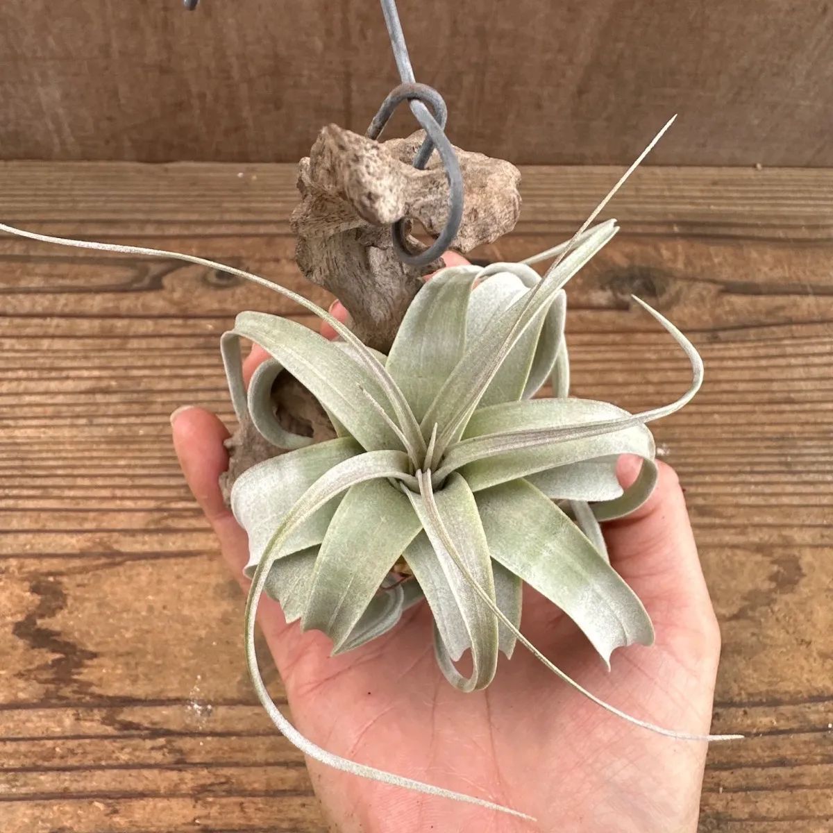 チランジア キセログラフィカ・チランジア ストレプトフィラ 2種セット