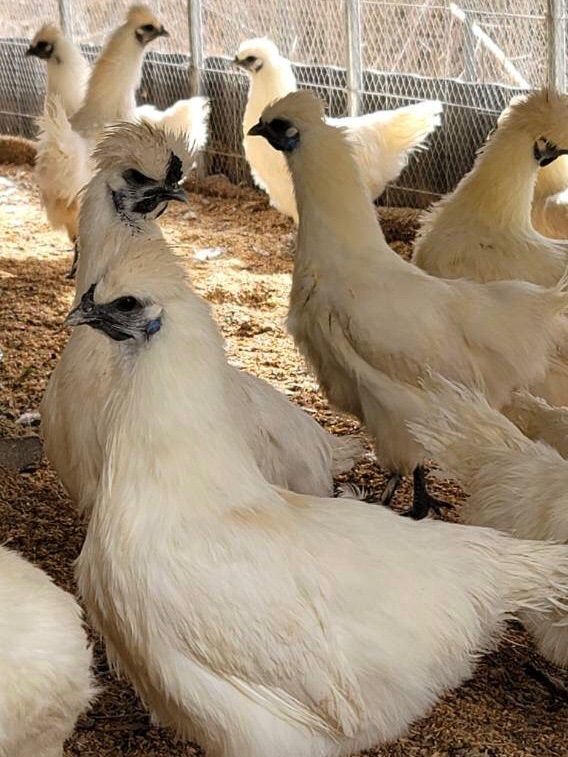 即決 アローカナ 有精卵 12個 青い卵 平飼い 鶏 食用 - 卵、乳製品