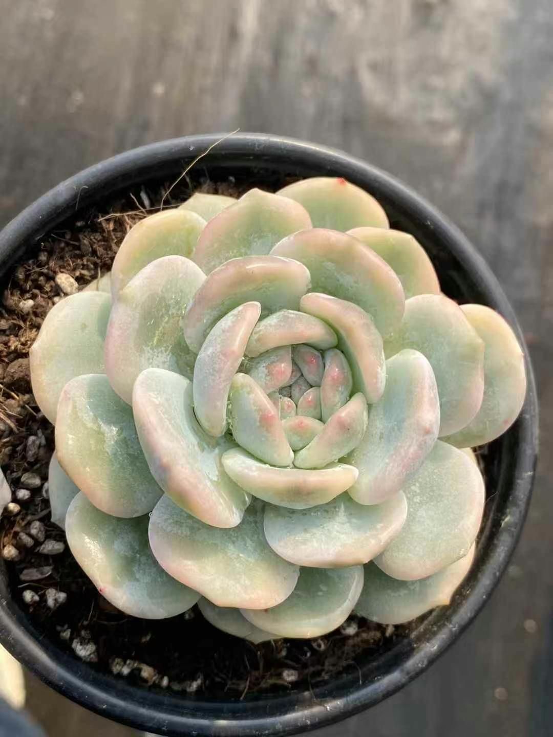 抜き苗 モンロー錦 MY260×20株 ふっくら 多肉植物 エケベリア