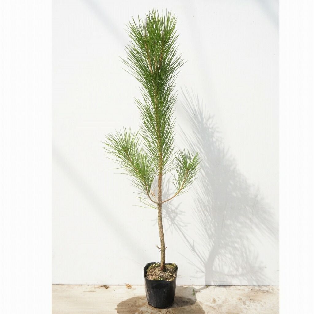 苗/苗木 【15本セット】 クロマツ 樹高0.8m前後 10.5cmポット 黒松