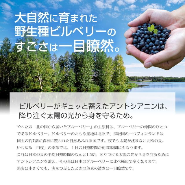 アントシアニン 目