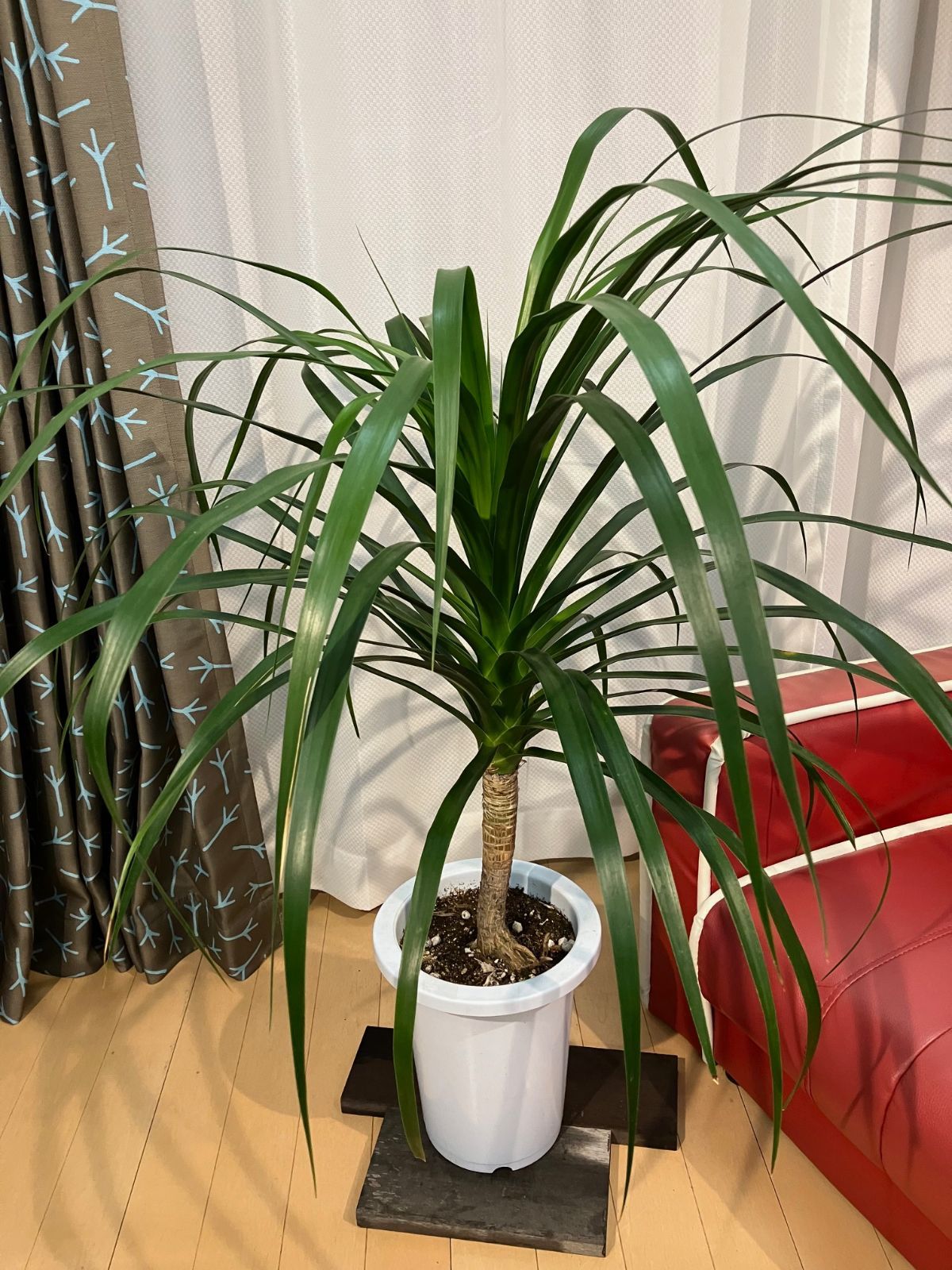 現品］【レア】特大！M ドラセナ カンボジアーナ 8号 観葉植物 室内