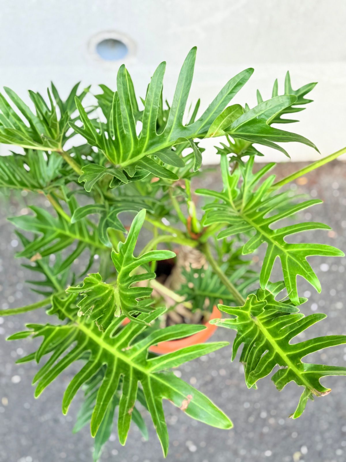 フィロデンドロン ジャイアントザナドゥ