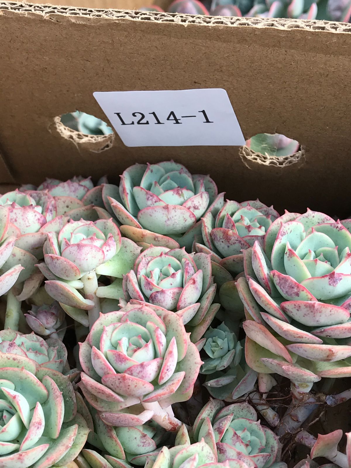 来週入荷の予定 完売 大苗 クロアチアのバラ L214-1×6株 カット苗 韓国