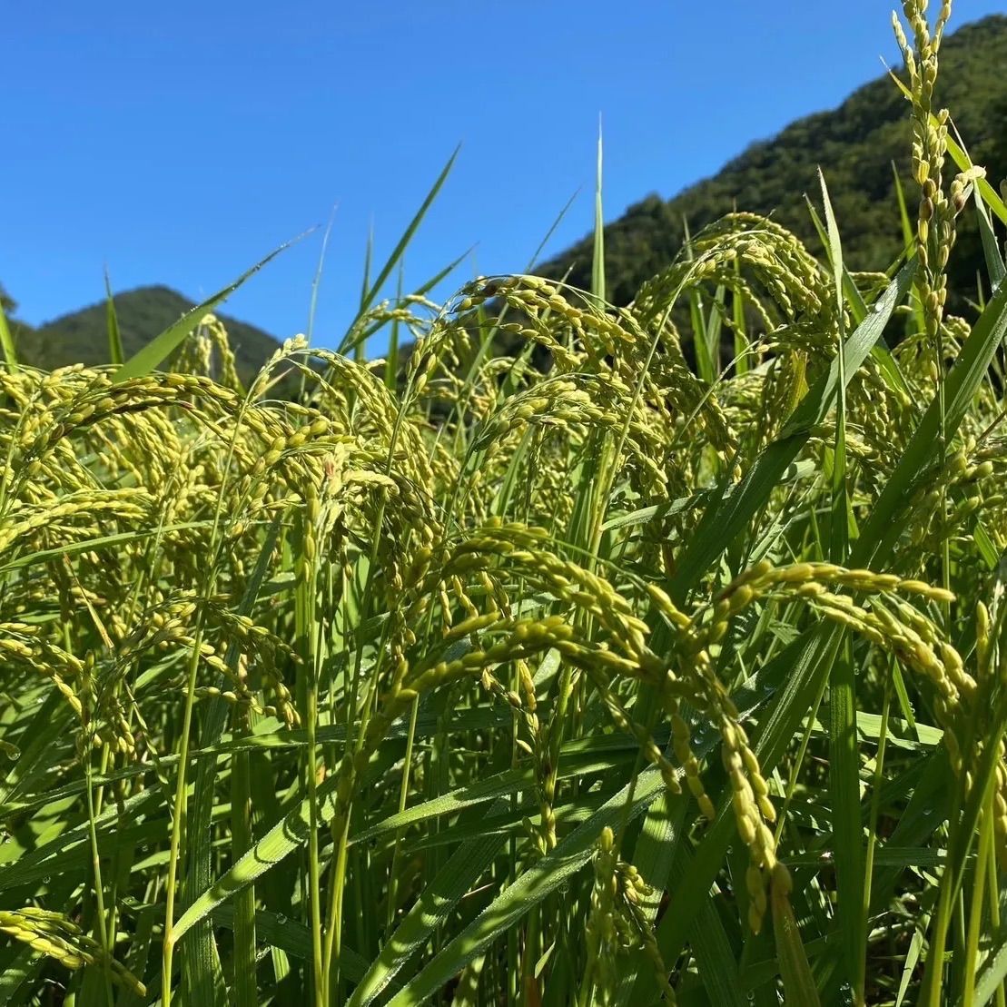 新米【丹波篠山コシヒカリ】白米/5kg 令和5年産 兵庫県産〈単一原料米