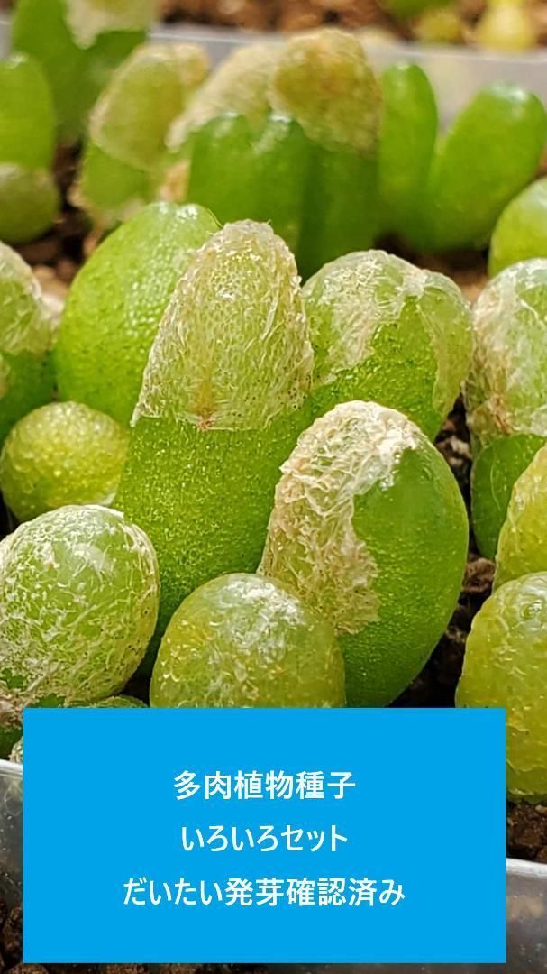 多肉植物種子 いろいろおまかせセット