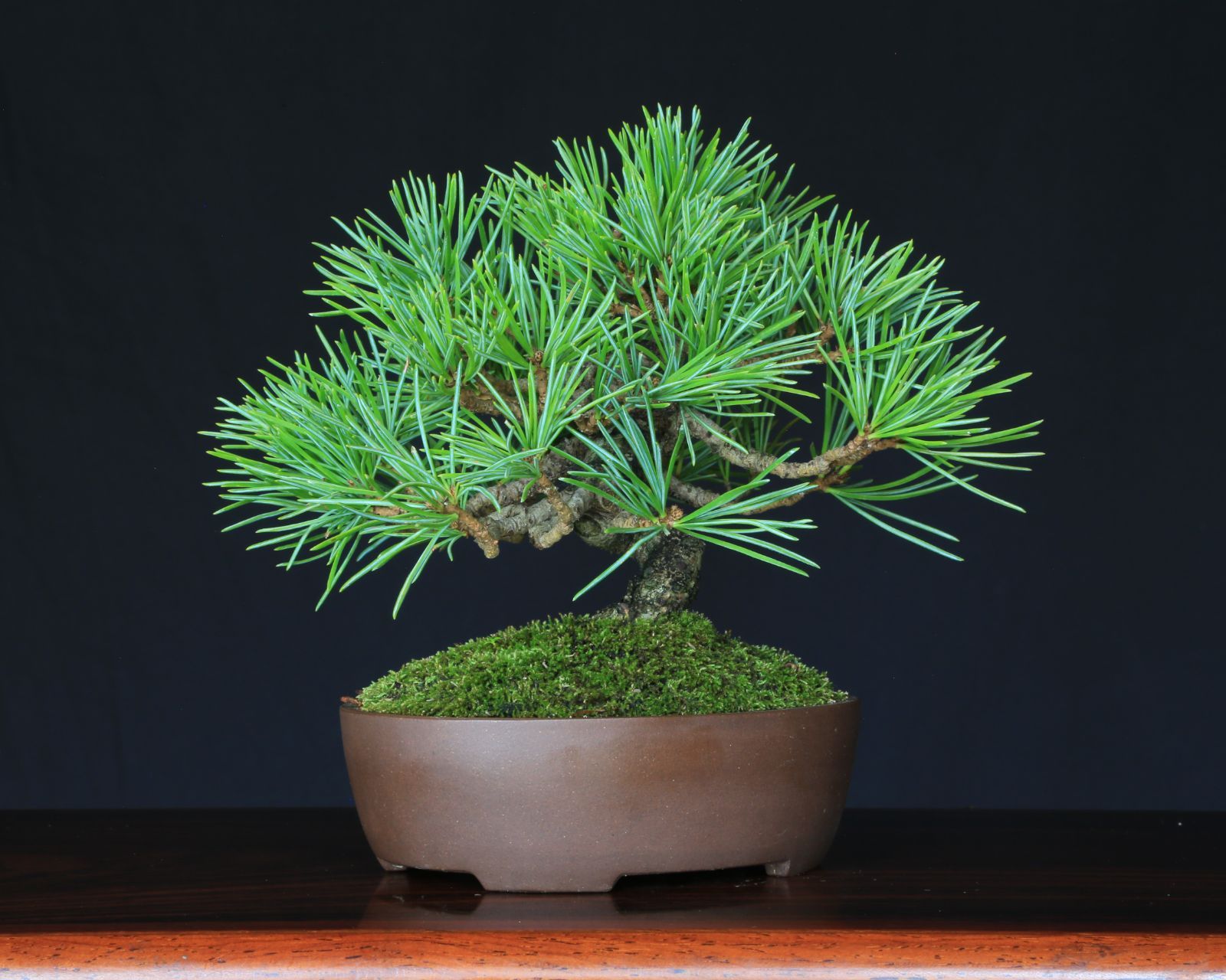 那須五葉松 実生 小品盆栽 泰寿園 Online 現品 盆栽 松柏 室内 鑑賞 趣味 卓上盆栽 盆栽鉢 グリーン 和 ギフト プレゼント 贈答品 ミニ盆栽 誕生日 母の日 父の日 敬老の日 記念日 お祝い 2