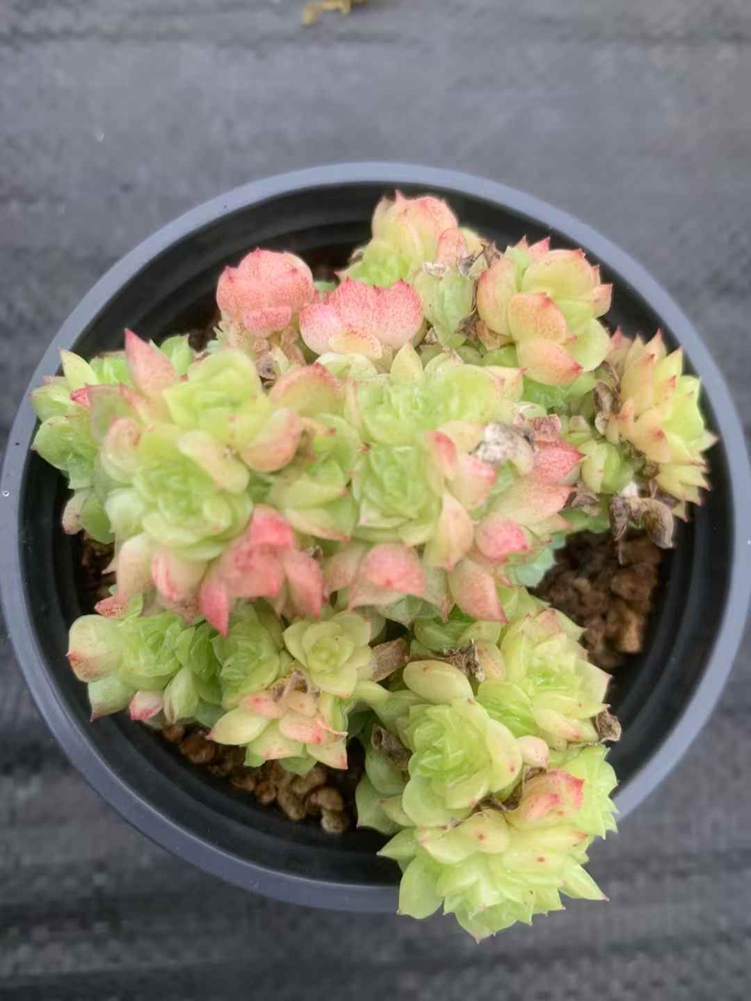 35株の抜き苗セット イエローバブル 多肉植物 佐川急便発送 エケベリア 韓国苗 LX55